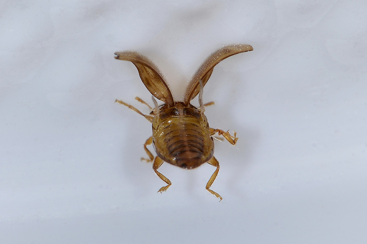 Rhyzobius sp., Coccinellidae